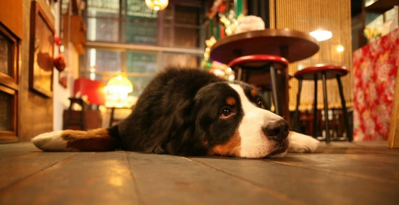 Что грозит за нарушение правил содержания домашних животных?