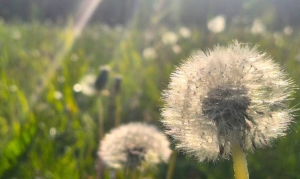 Каким будет начало лета в Беларуси, рассказали синоптики
