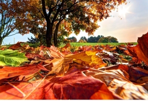 Погода в Беларуси 2 октября: небольшие дожди и от +1 °С ночью до +11 °С днем