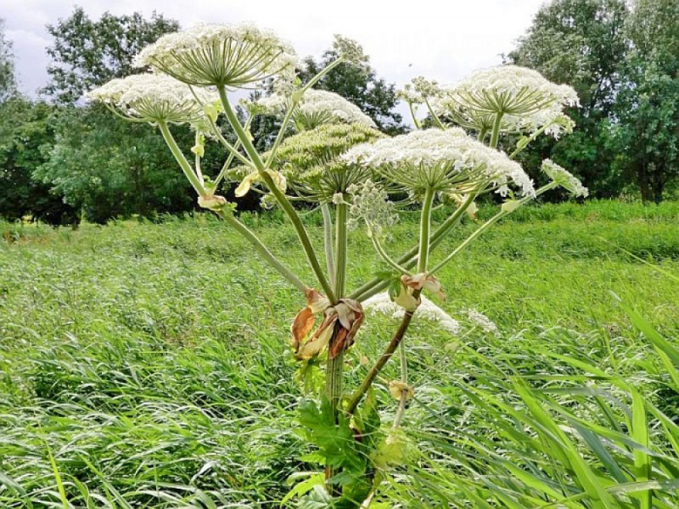 Уважаемые жители Березинского района!