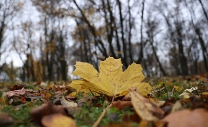 Куда девать опавшие листья с приусадебных участков, рассказали в ЖКХ