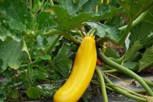 Как спасти кабачки от дождей и гнили: советы для богатого урожая