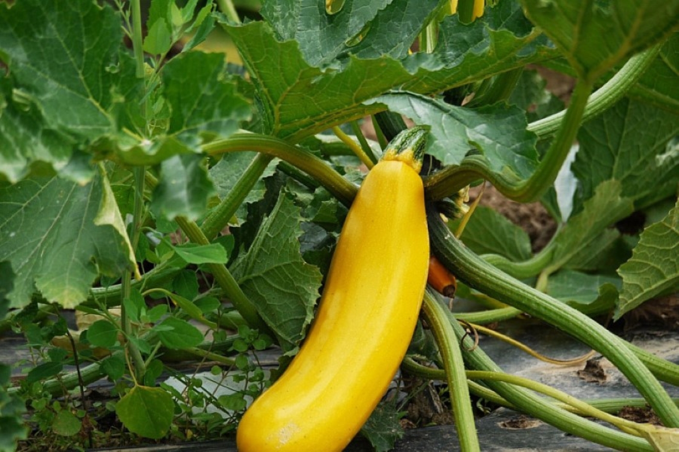 Как спасти кабачки от дождей и гнили: советы для богатого урожая