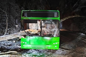 Дерево рухнуло на рейсовый автобус в Гомельском районе: пассажиры не пострадали