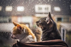 Погода в Беларуси в выходные: небольшие осадки и от -5 °С до +22 °С