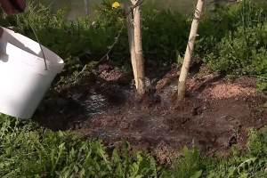 Чем подкормить косточковые культуры весной: советы садовода