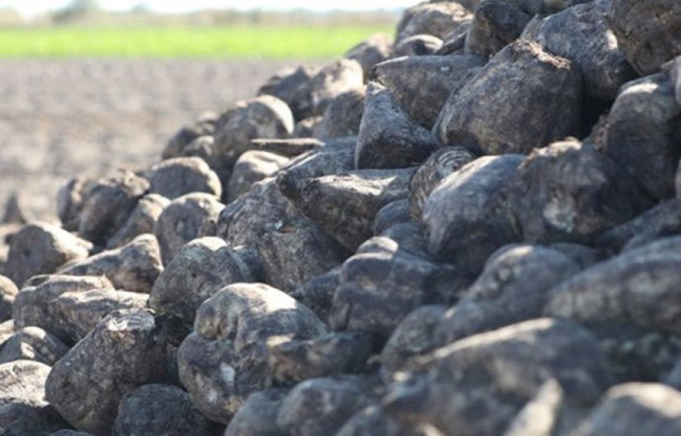 Свыше 1,5 млн тонн сахарной свеклы накопали в Беларуси