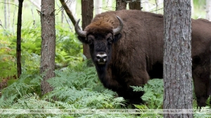 Увидеть зубров, аистов и старинные замки. Чего ждут иностранные туристы от поездки в Беларусь