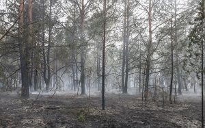 За сутки в стране ликвидировано почти 90 пожаров в экосистемах