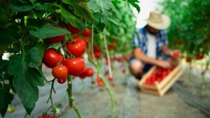Когда высаживать томаты в открытый грунт в мае 2024. Благоприятные дни по лунному календарю