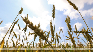 Более 665 тыс. тонн зерна намолотили аграрии Минской области