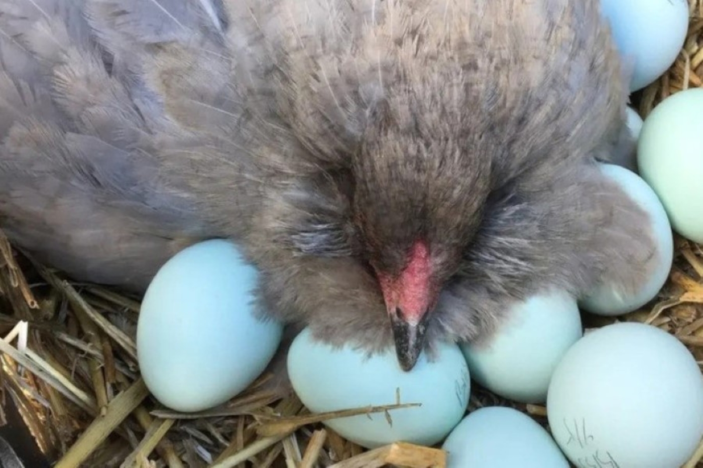 Белорусская птицефабрика хочет производить голубые яйца