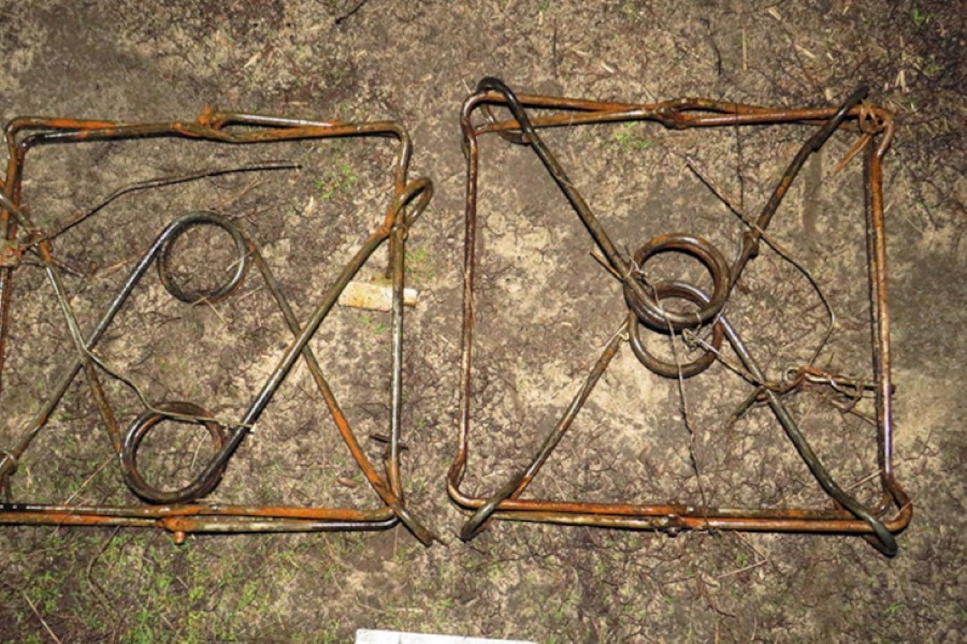 Добыл бобров с помощью капканов. В Речице суд вынес приговор охотнику