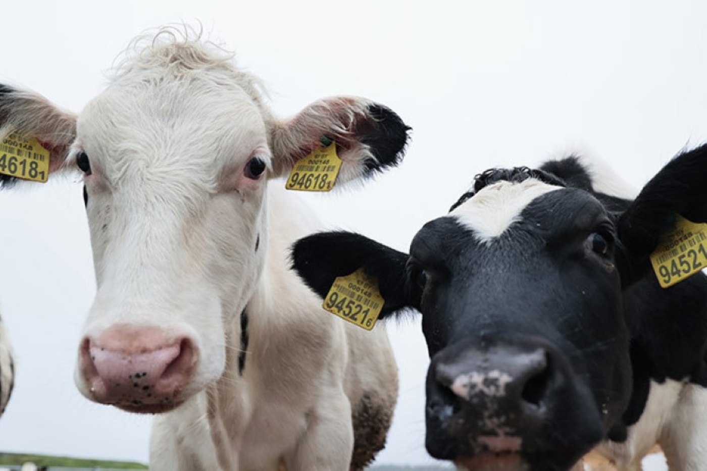 Как ведется контроль за содержанием КРС в хозяйствах страны, рассказали в Минсельхозпроде