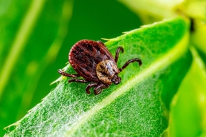 Клещи не уходят на «зимние каникулы» — где в Минской области все еще можно их встретить