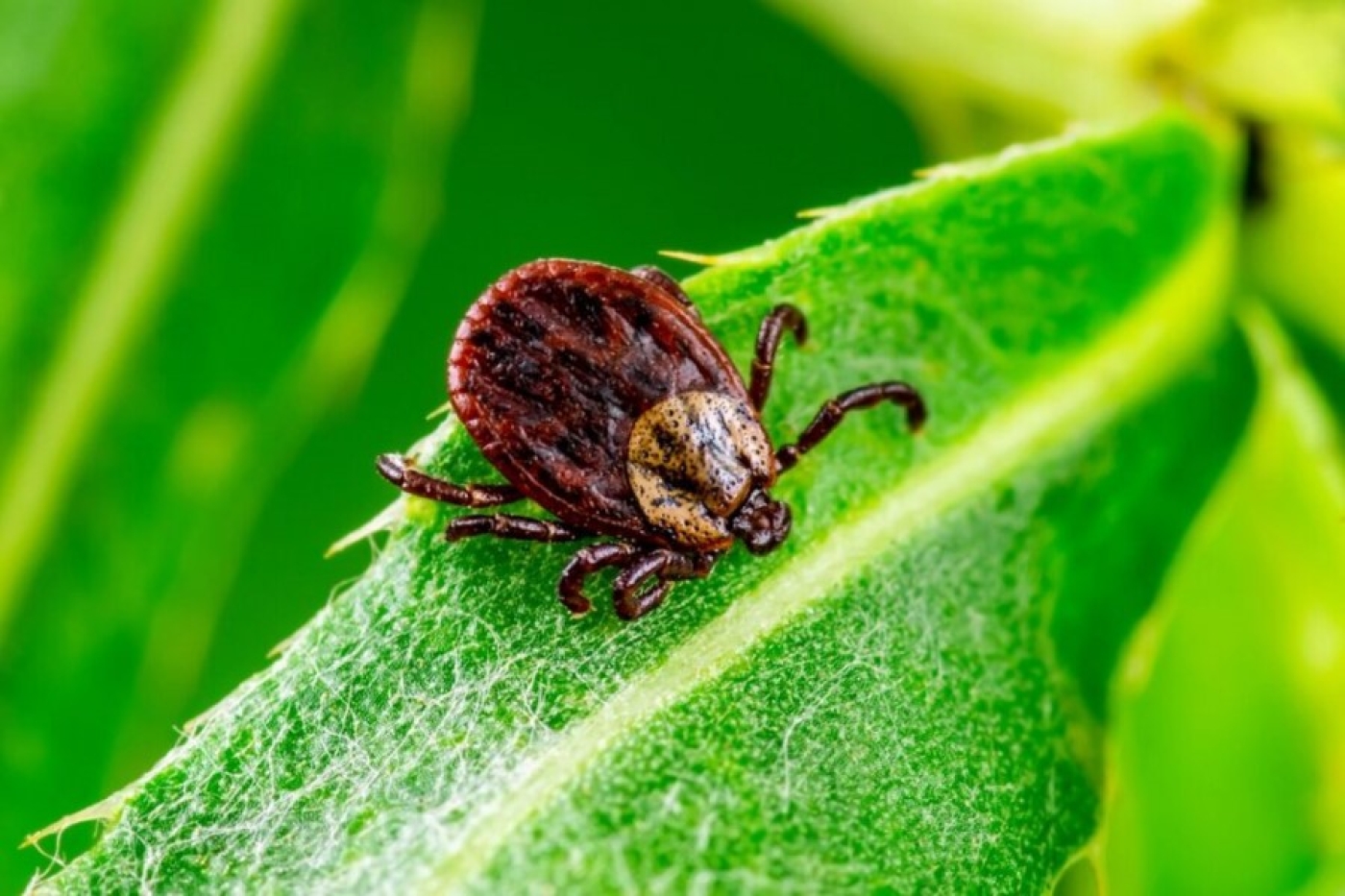 Клещи не уходят на «зимние каникулы» — где в Минской области все еще можно их встретить