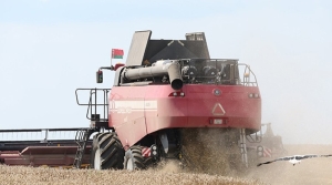 Почти 8,5 млн тонн зерна намолотили в Беларуси