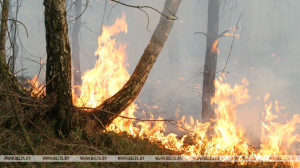 В Беларуси за сутки потушены торфяной и пожар травы и кустарников