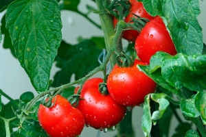 Экоподкормка для томатов: растут быстро, плодоносят щедро