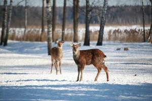 Подкормка диких животных
