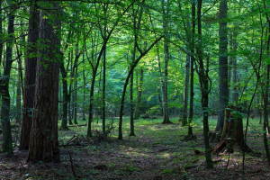 В Беларуси введены массовые запреты на посещение лесов