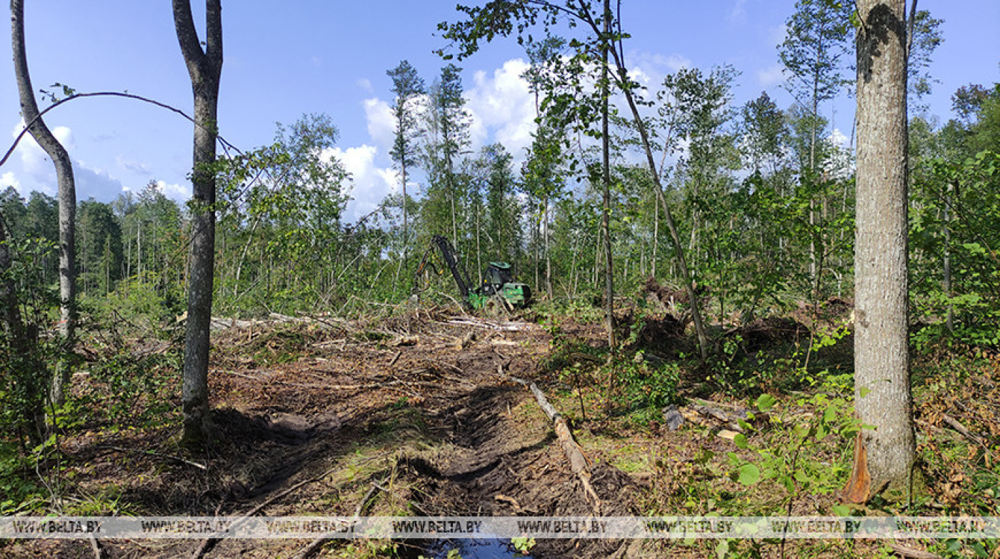 До 75% ветровально-буреломной древесины в Беларуси пойдет на топливо