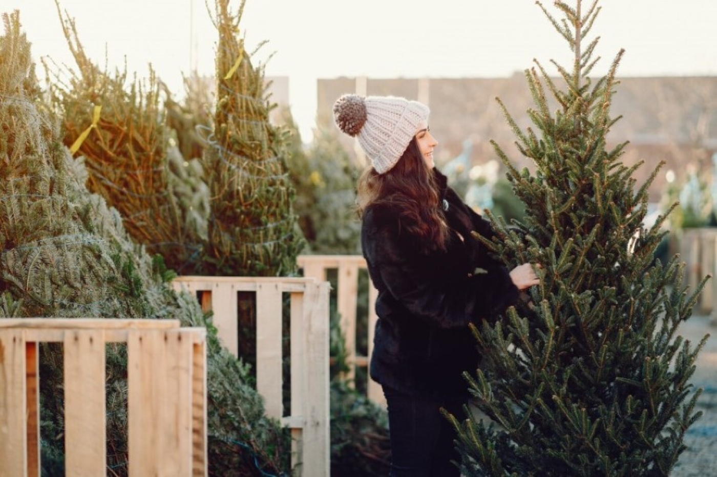 Ели могут исчезнуть в Беларуси — что будем ставить на Новый год