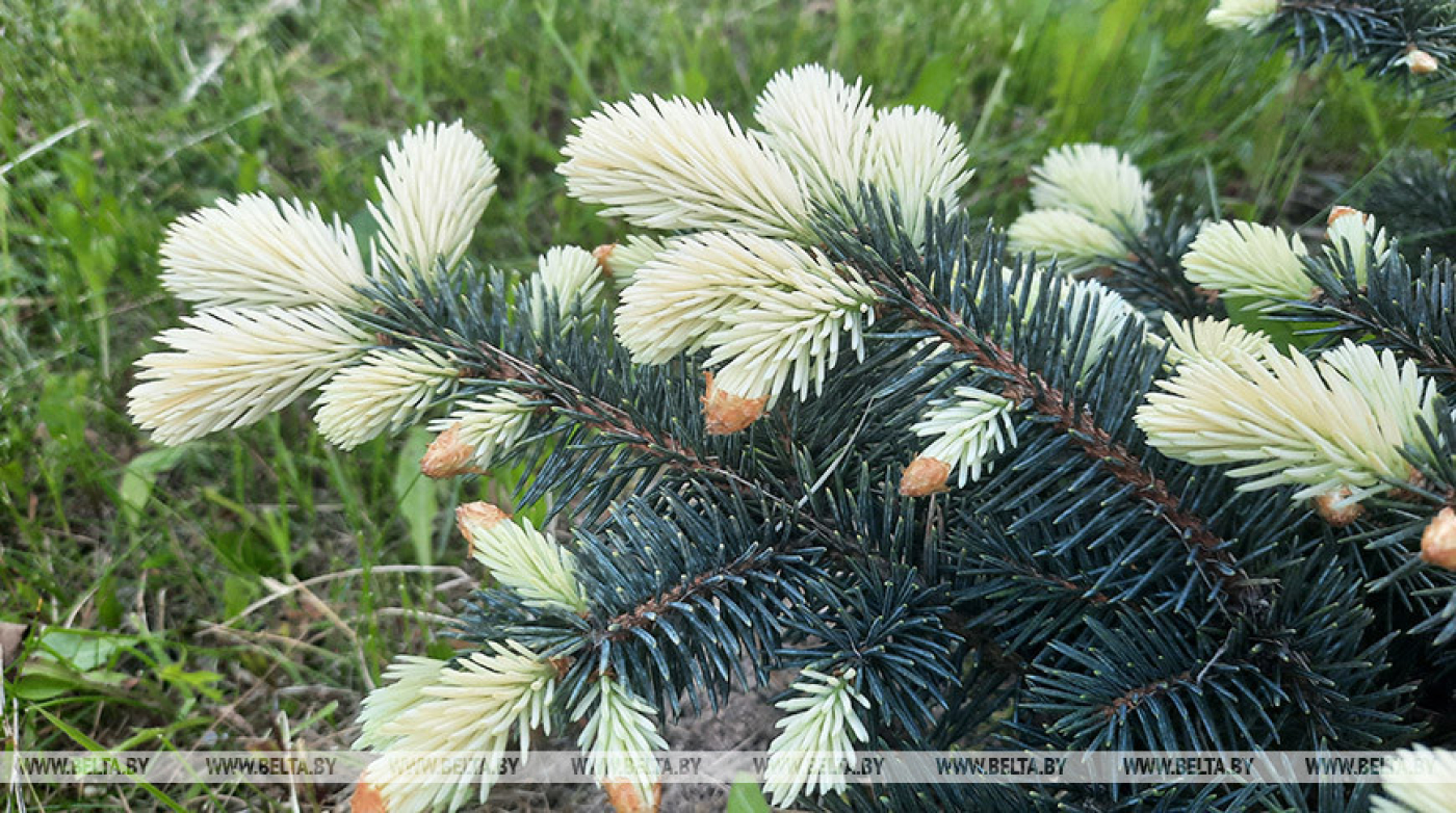 Сильный ветер и грозы будут сегодня в Беларуси