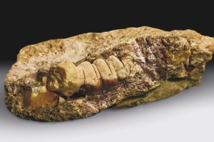 В Калининграде нашли уникальный янтарь возрастом 30-50 млн лет в форме личинки жука