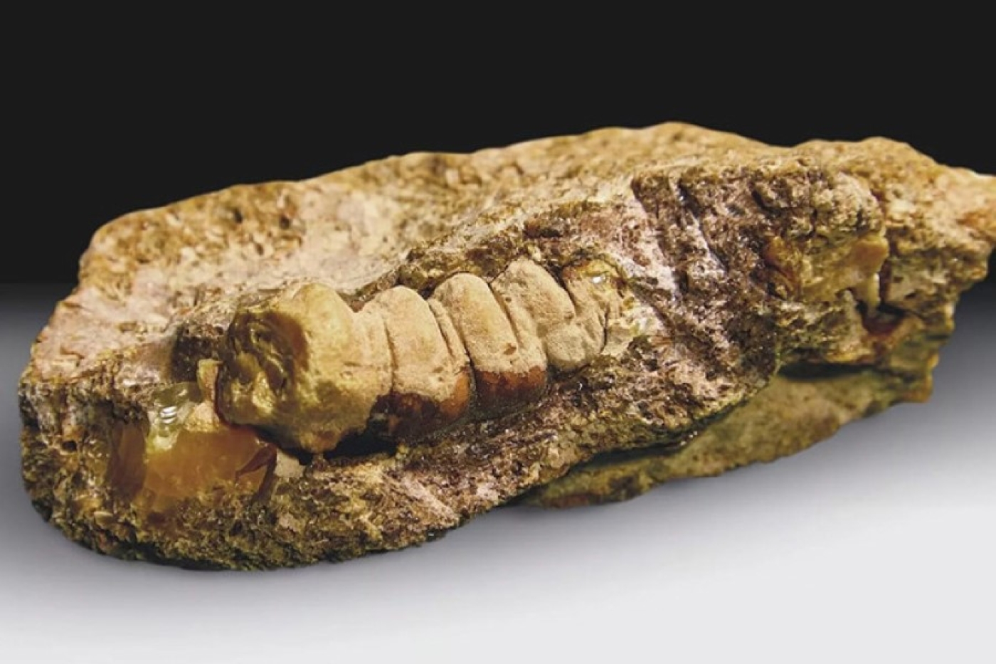 В Калининграде нашли уникальный янтарь возрастом 30-50 млн лет в форме личинки жука