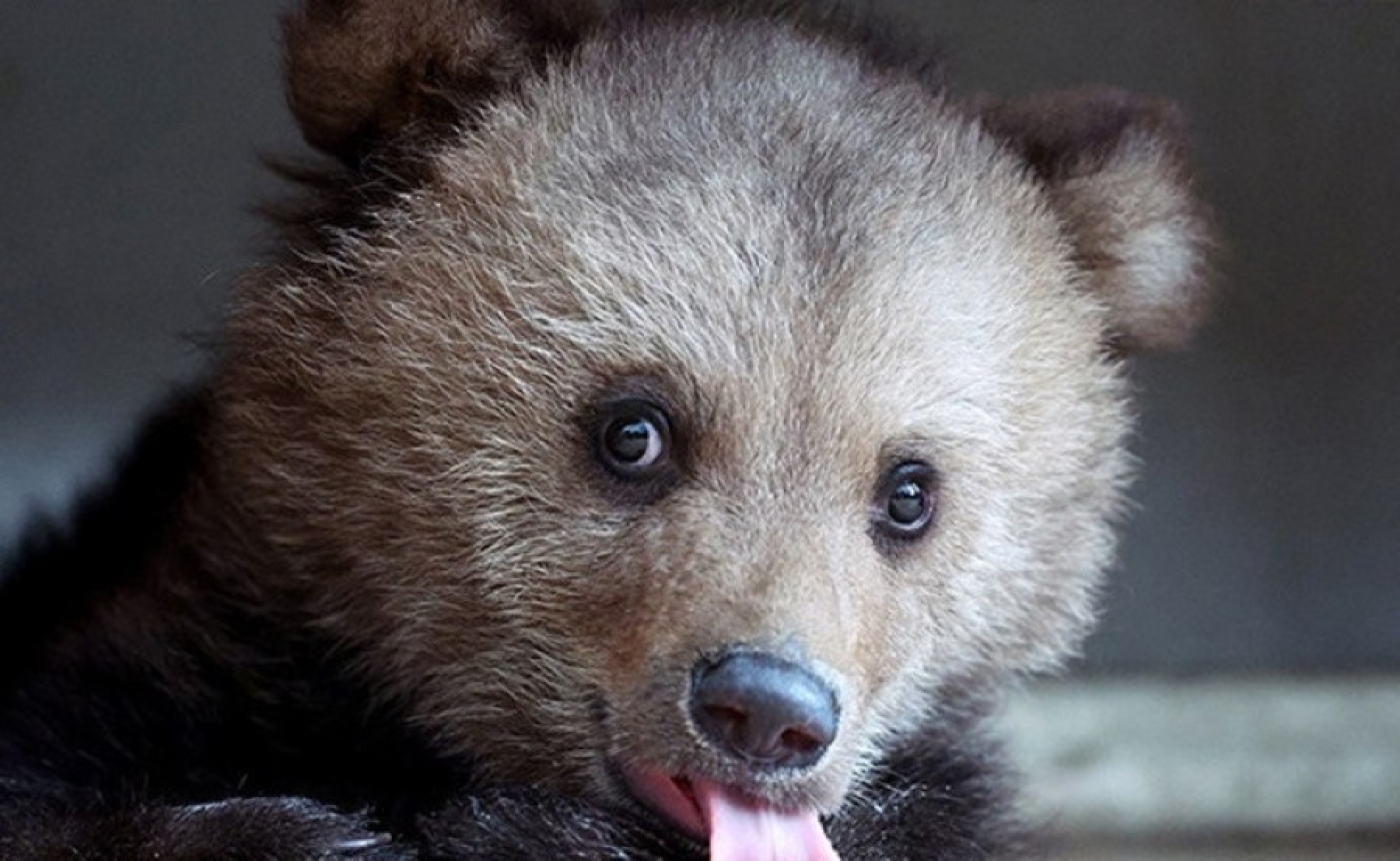 Бурого медвежонка, гулявшего по Витебску, отловили и выпустили в лес