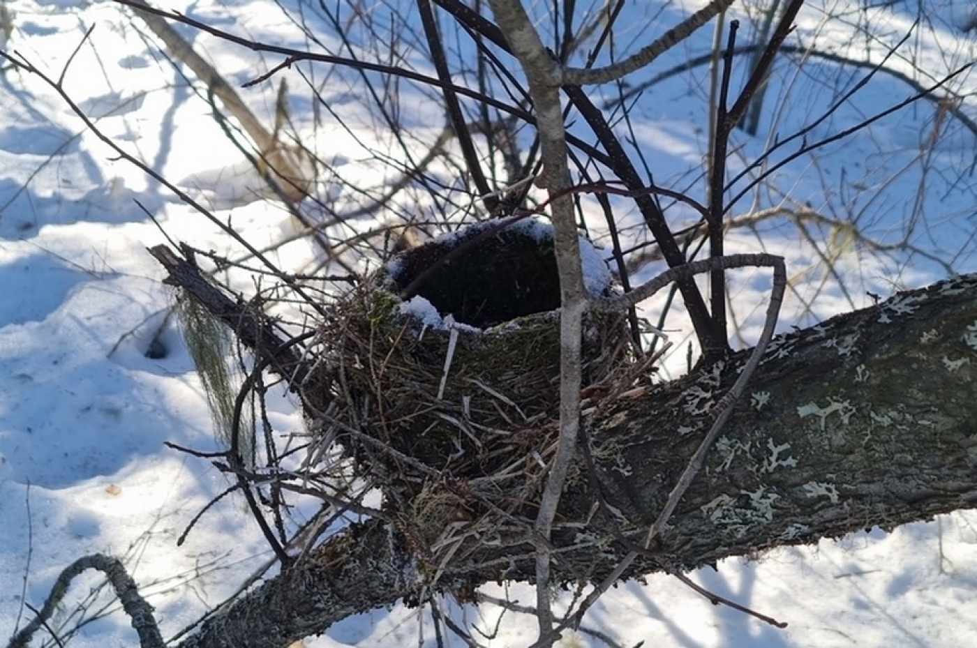 Уничтожил птичье гнездо – заплати более 20 тысяч. В Беларуси действует запрет