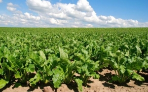 Сахарная свекла в Беларуси посеяна более чем на 55% площадей