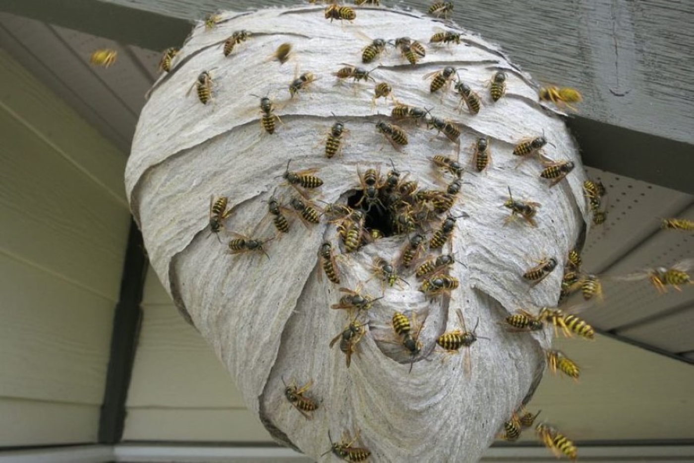 Как безопасно избавиться от гнезда шершней или ос в доме и на дачном участке, рассказали в МЧС