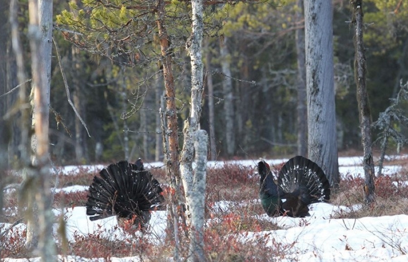 С 16 марта можно охотиться на вальдшнепа, а с 20 – на глухаря и тетерева