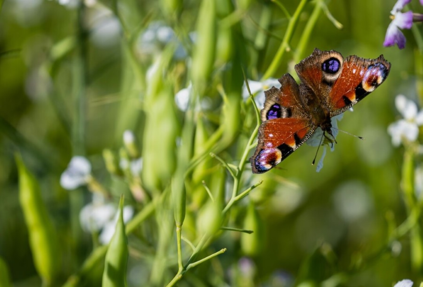 Погода в Беларуси 24 сентября: преимущественно без осадков и от +1 °С до +16 °С