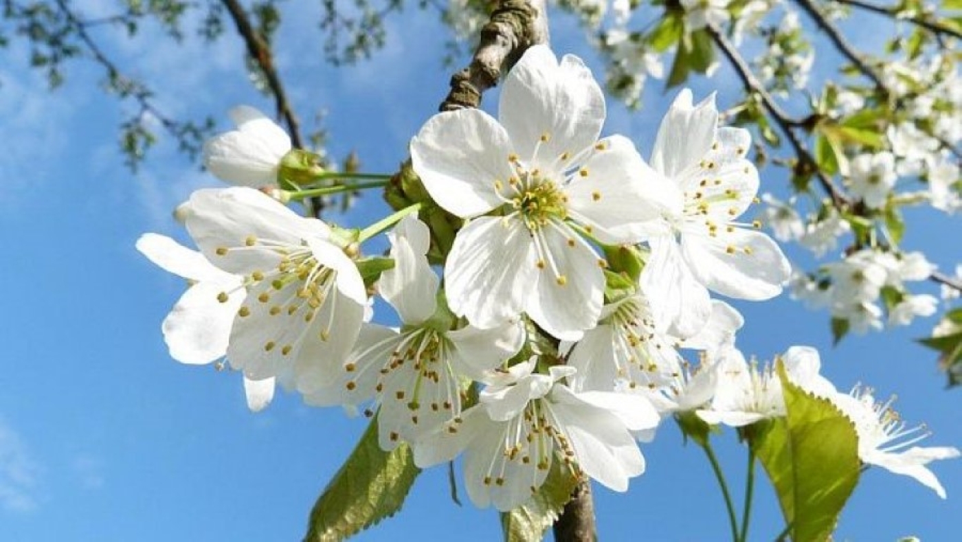 Народные приметы на 26 мая 2025: что можно и нельзя делать в этот день