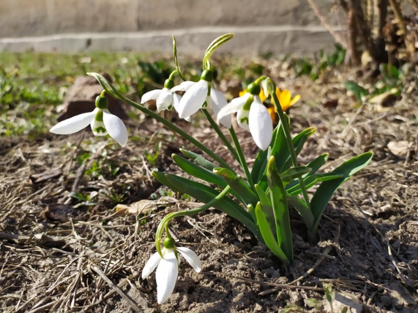 Погода в Беларуси 6 марта: оранжевый уровень опасности из-за ветра и до +18 °С на юге страны