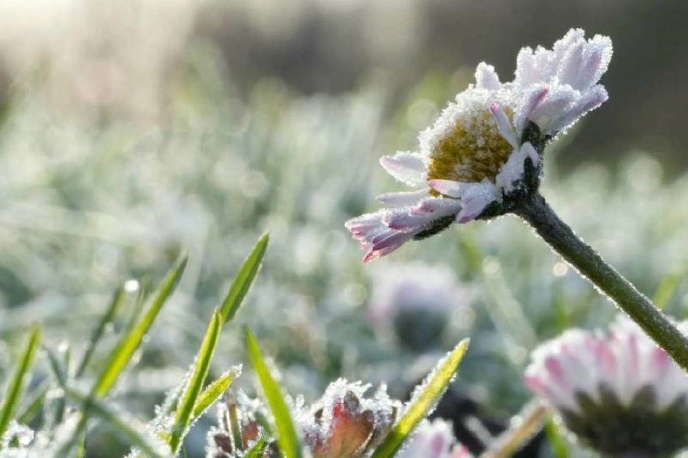 Погода 7 мая: ночные заморозки, дождь, мокрый снег и до +15 °С