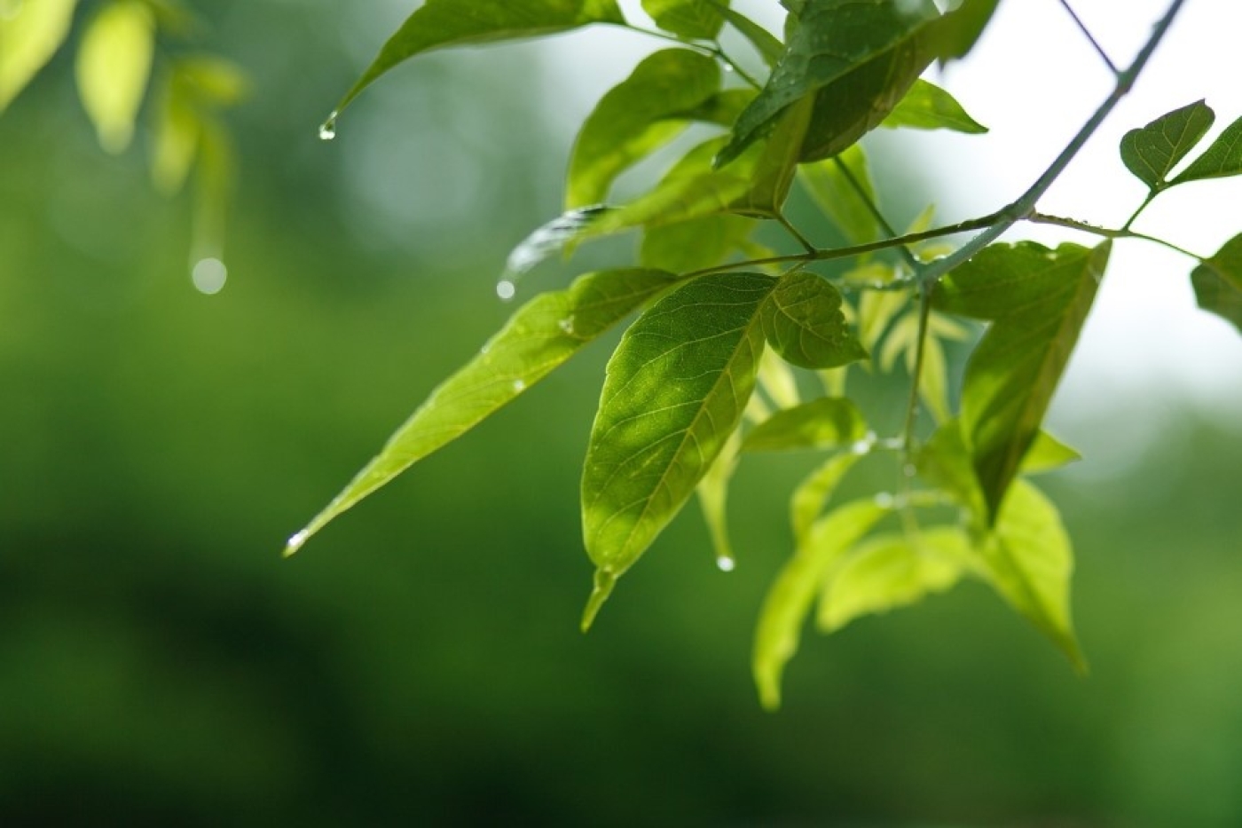 Прогноз погоды на 6 июня: дожди, грозы, сильный ветер и до +32 °С