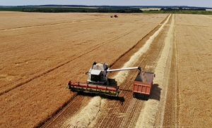 В Беларуси убрано 22 тысячи гектаров озимого ячменя
