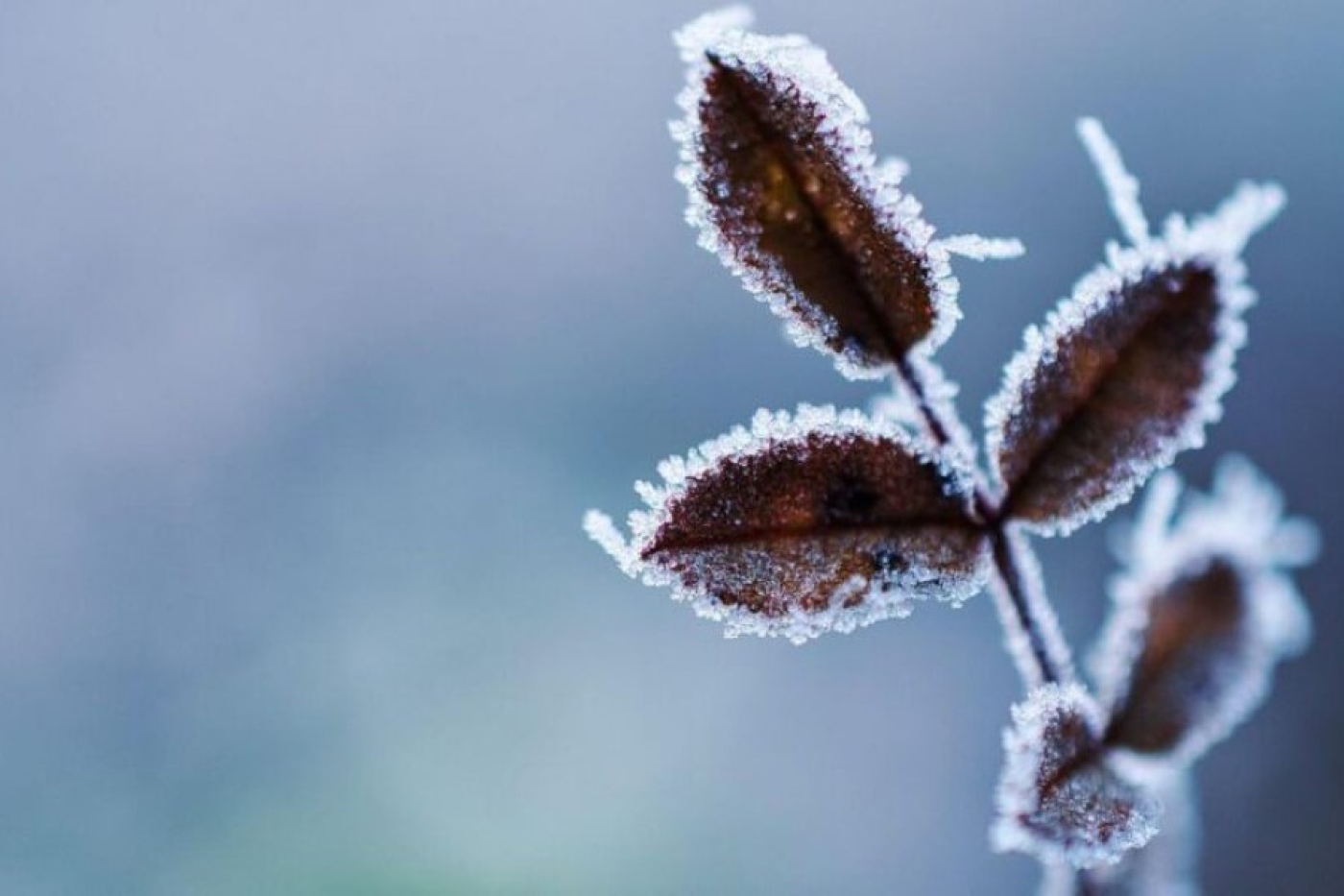 Погода в Беларуси 19 декабря: без существенных осадков, слабый гололед и до +5 °С