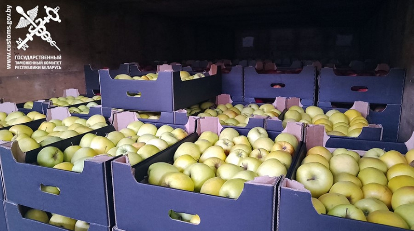 Свыше 100 тонн яблок и груш везли из Беларуси в Россию без документов
