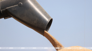 В Беларуси ожидается рекордный урожай зерна - около 11 млн тонн