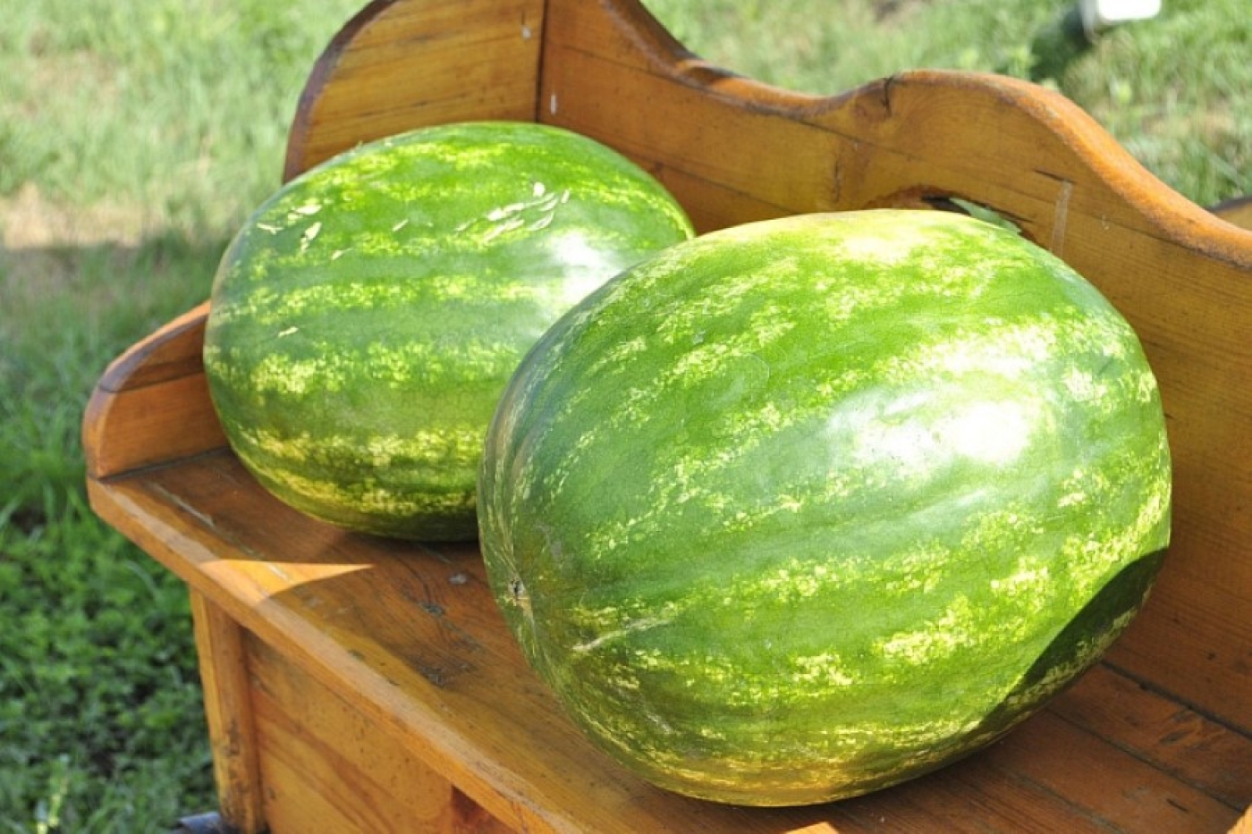 Арбузы – до Нового года: лучшие хитрости для сочных плодов без плесени