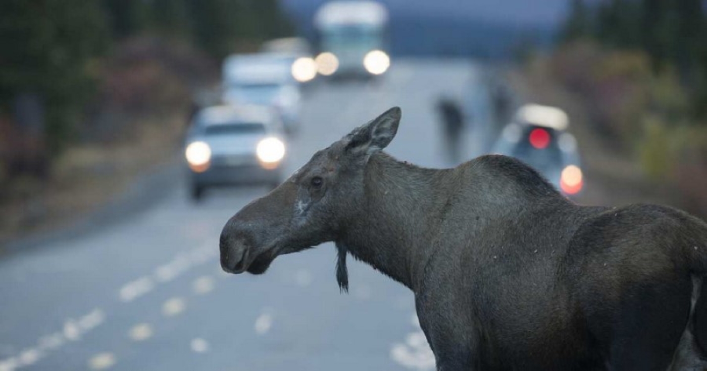 Как избежать столкновения с дикими животными на дороге, рассказали в милиции