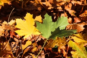 Погода 10 ноября: туман, временами дожди и до +10 °С