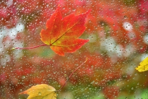 Погода в Беларуси 31 октября: дожди, порывистый ветер до 20 м/с и до +13 °С днем