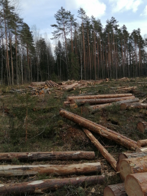 Уборка ветровальной древесины