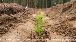 В Минской области за Неделю леса высадят деревья на более чем 700 га